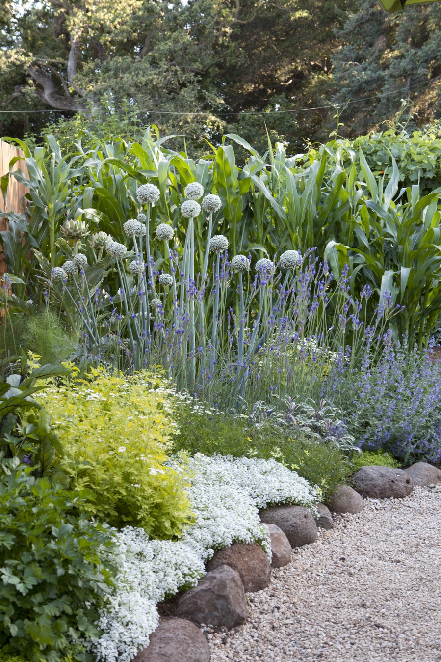 Unexpected Onion Blossoms