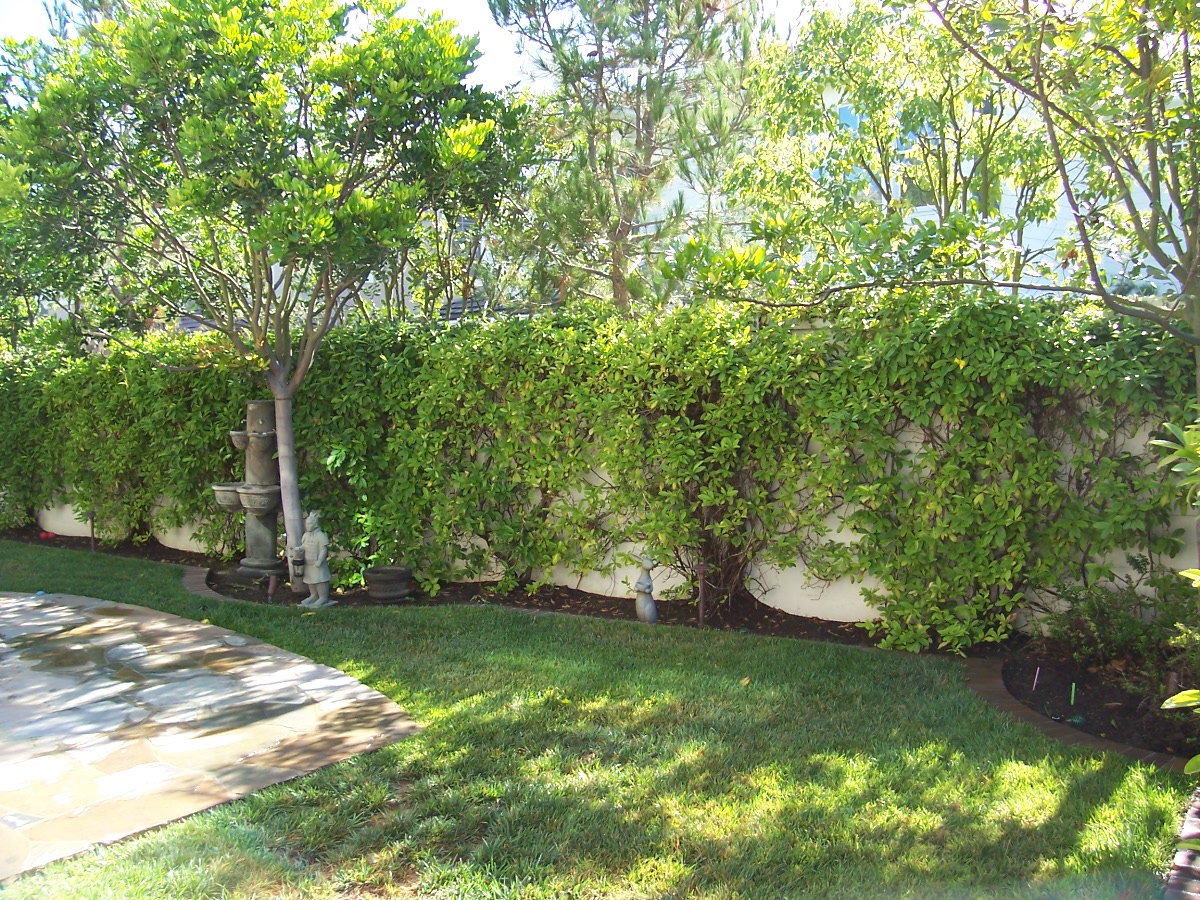 Lose the Lawn: before and after in Newport Beach, CA