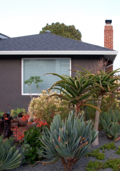 Who Needs Trees When You Can Grow Succulents?