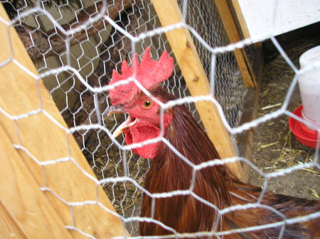 Nugget in Paradise, Part II