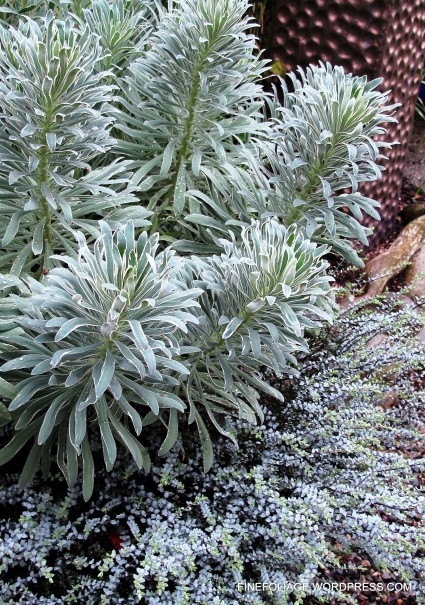 Planting Ideas: Frosty Blue Froth