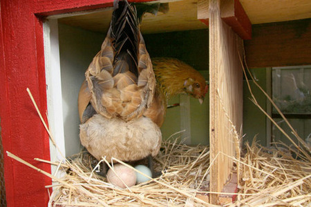 How a chicken lays an egg