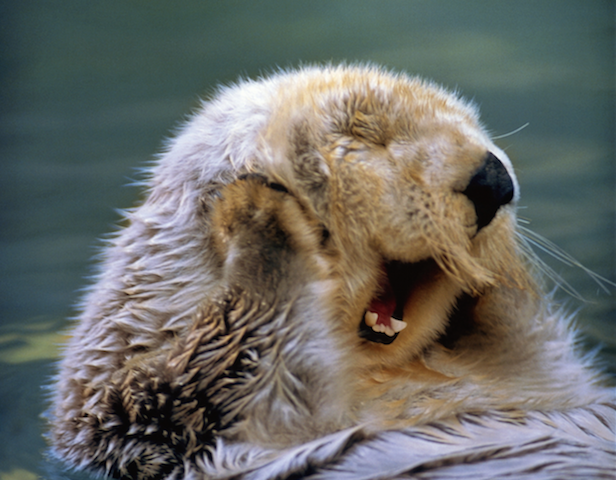 Sea otters: The brightest stars in Monterey Bay
