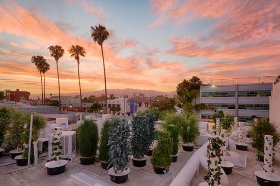 LA’s edibles rooftop