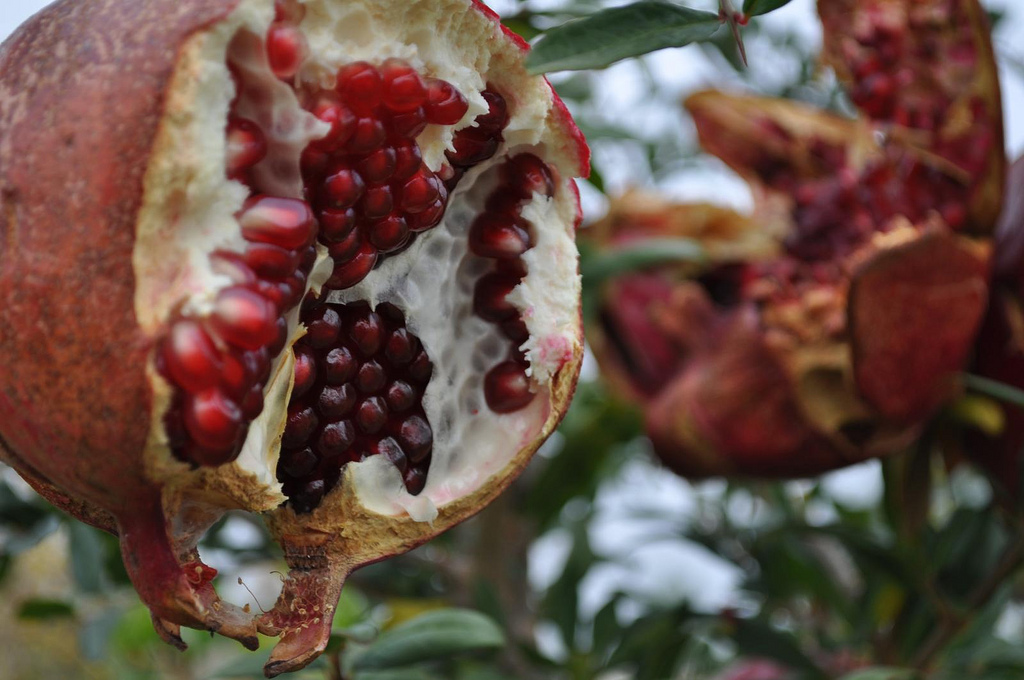 Zone Envy, Part II: Cocktail Plants for the SoCal Life
