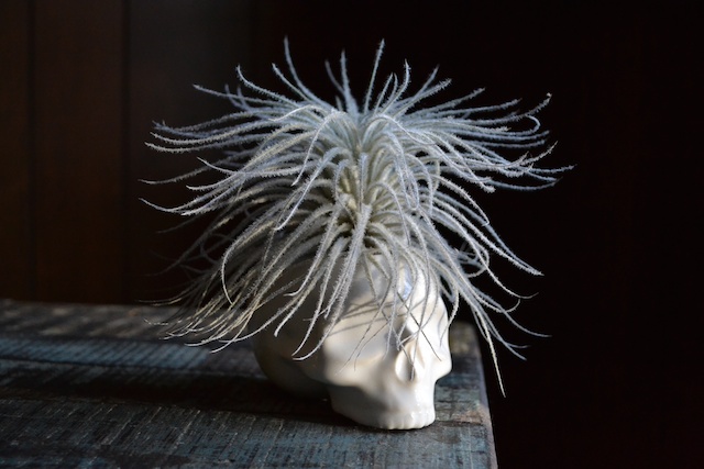 Halloween: Not Just for Pumpkins