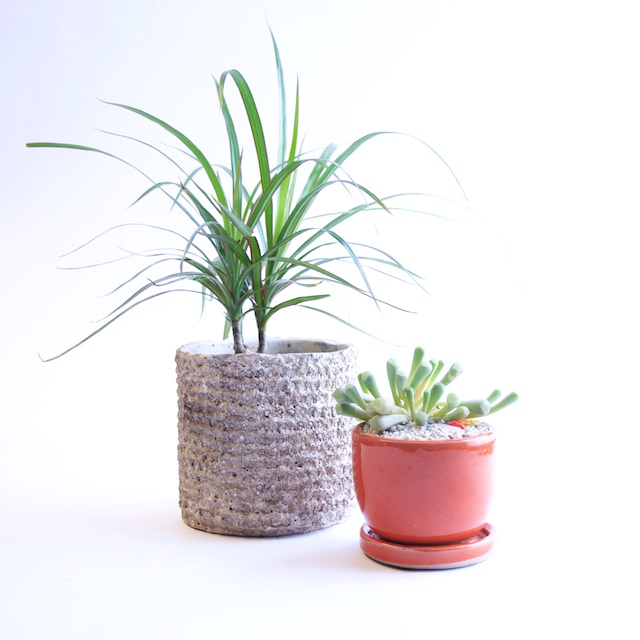 Houseplants: Does Your Planter Need a Saucer?
