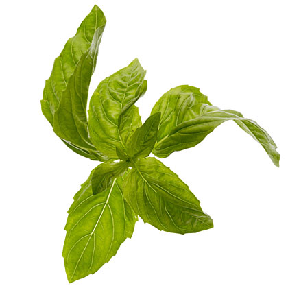 su-Basil Simple Syrup