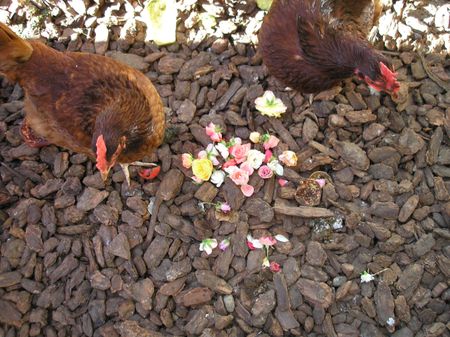 What a Chicken Won’t Eat