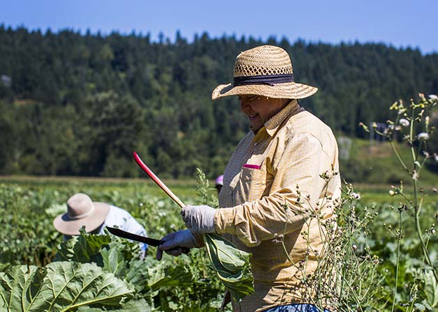 Rhubarb Pie Capital of the World: Sumner, WA