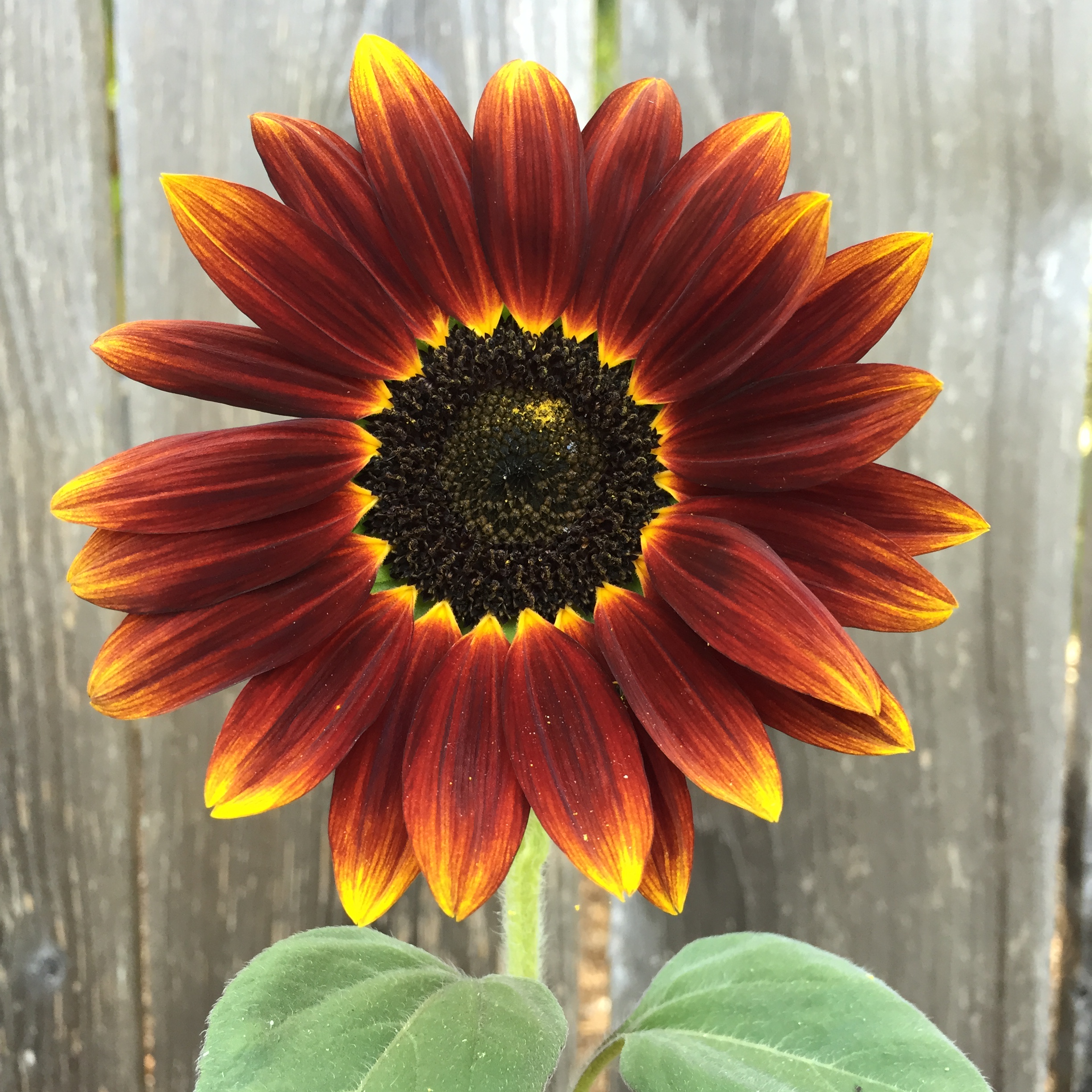 5 Stunning Sunflowers for Fall Gardens
