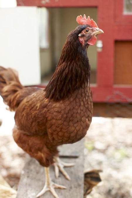 Feeding Antibiotics to a Chicken