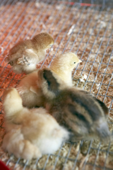 Free downloadable guides to raising chickens and honeybees; making wine, beer, vinegar, cheese, salt, and olive oil; and growing crops in your back yard