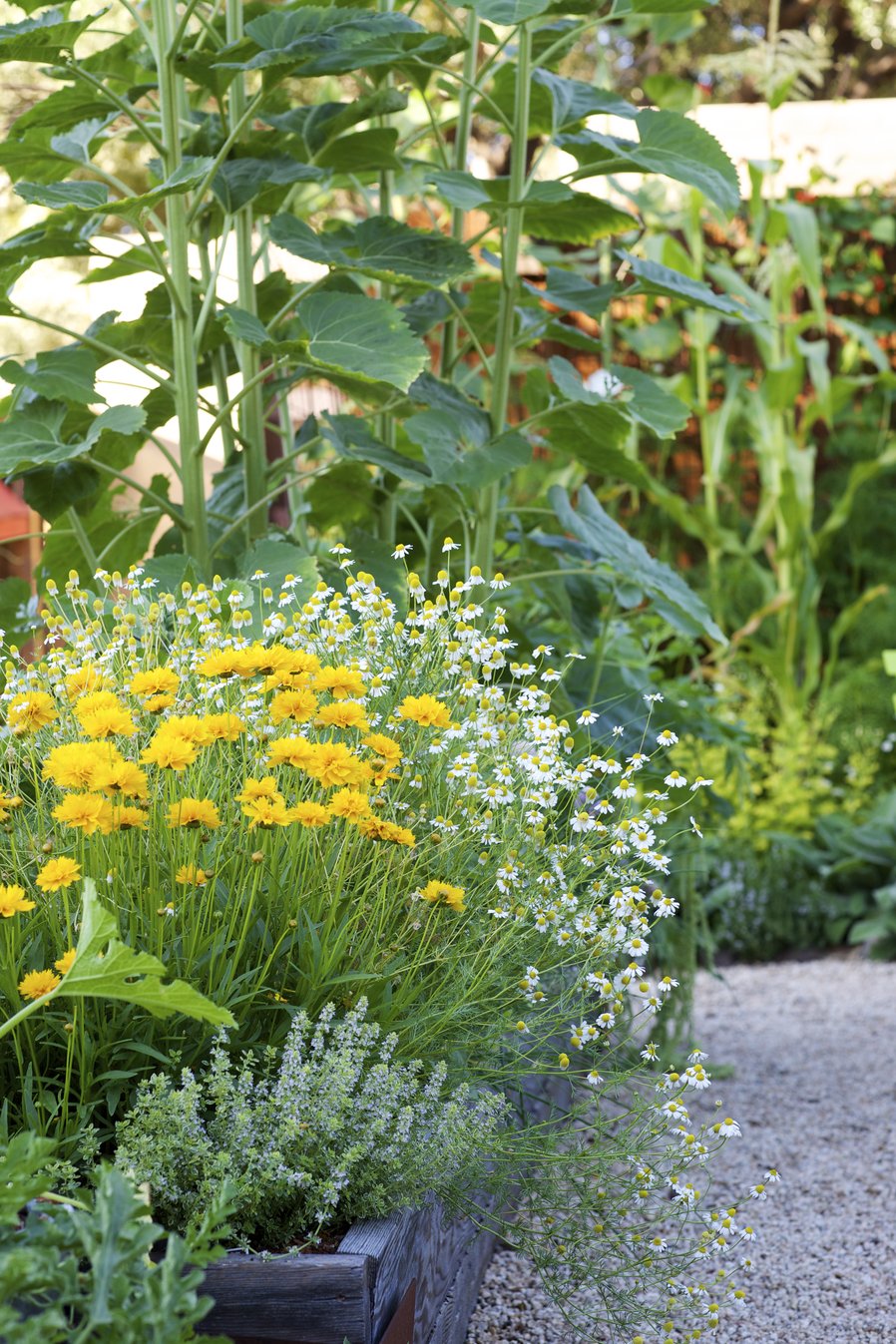 How to Attract Pollinators to Your Veggie Garden