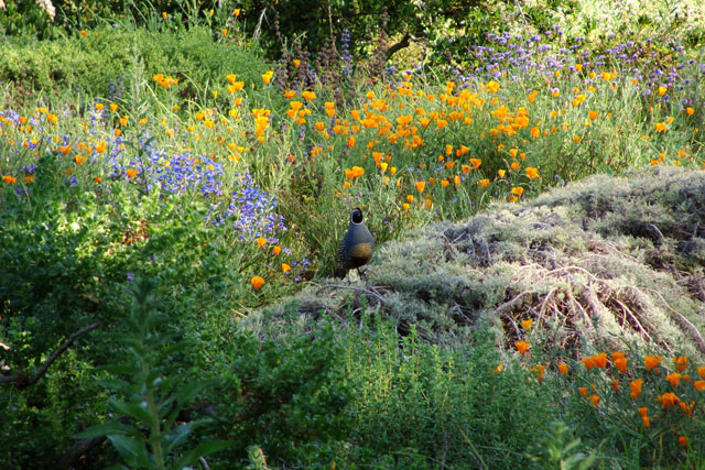 Santa Barbara’s Hidden Gem