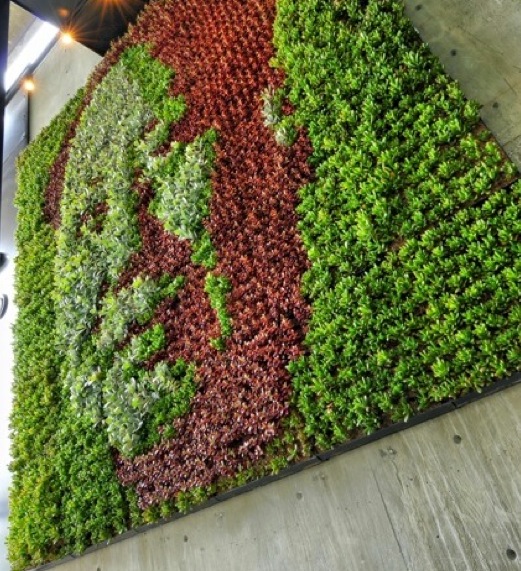 The Succulent Revolution