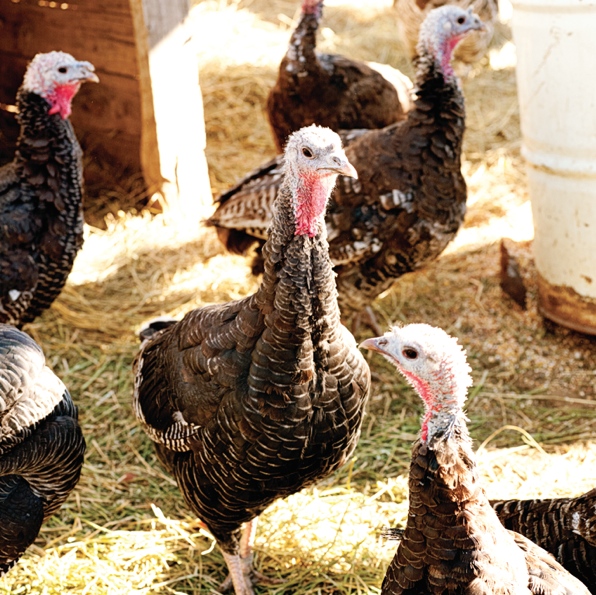 Sunset’s First Thanksgiving