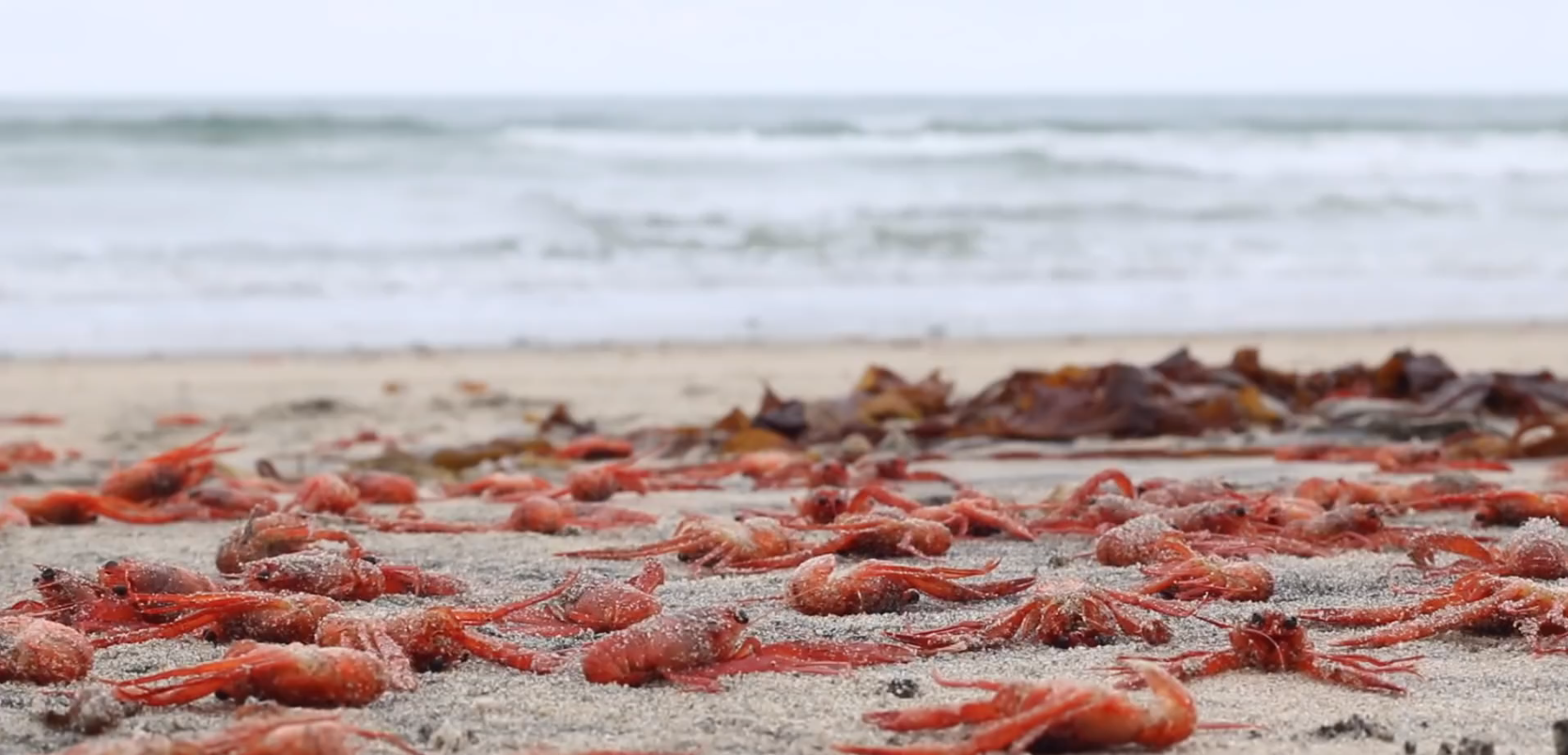 Why are baby lobsters washing up on a Mexican beach?