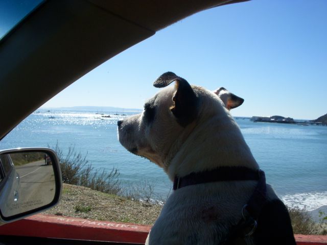 Eating Up the West Coast: Travels with Stella