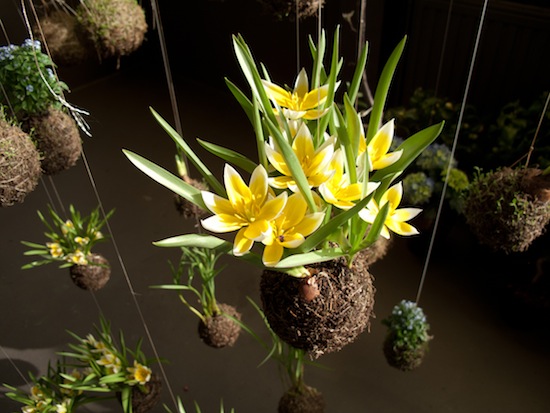 String Gardens: Elevating Hanging Plants to Art