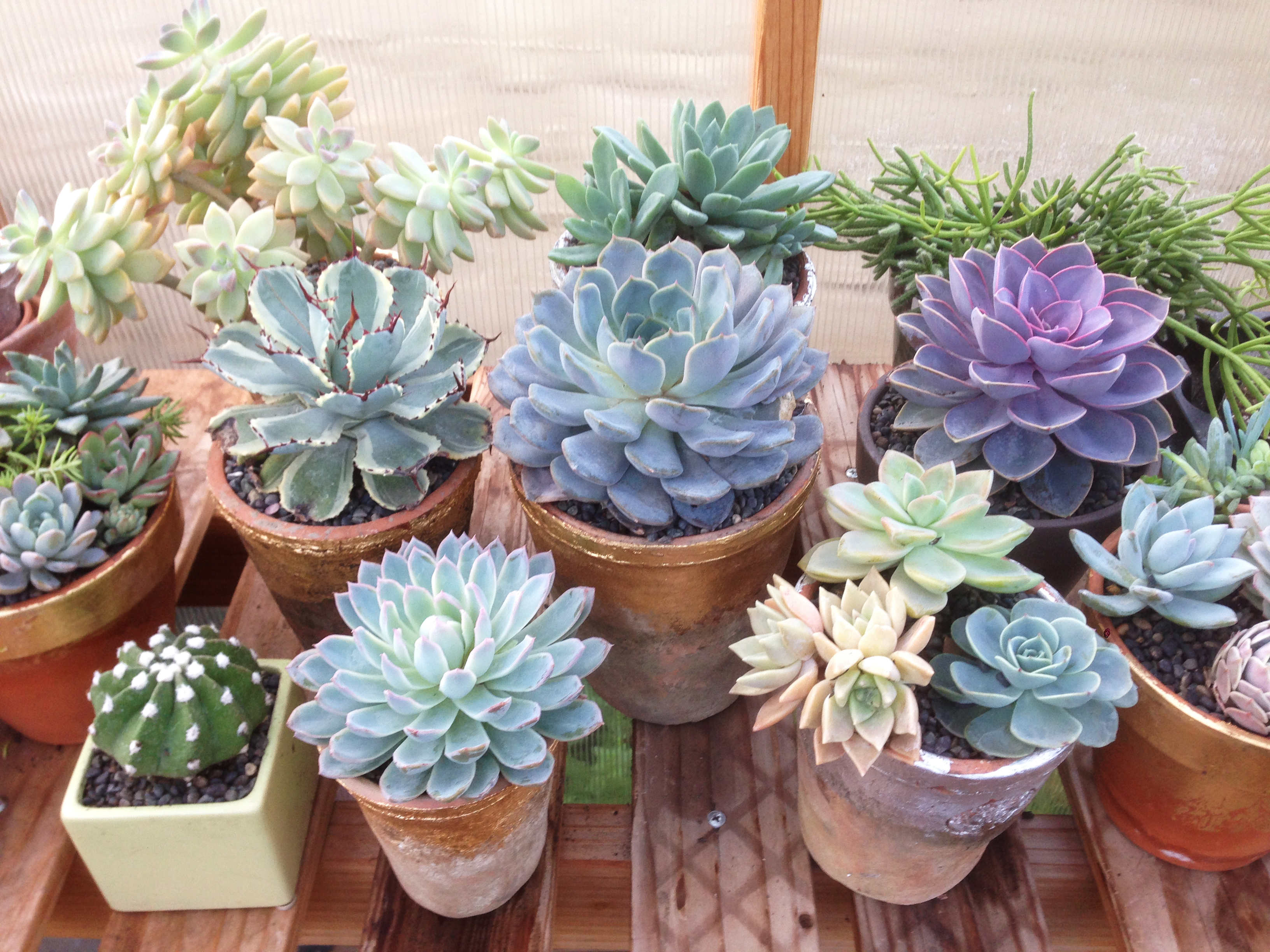 DIY: gold leaf terra cotta pots