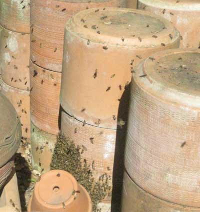 Capturing a swarm of bees