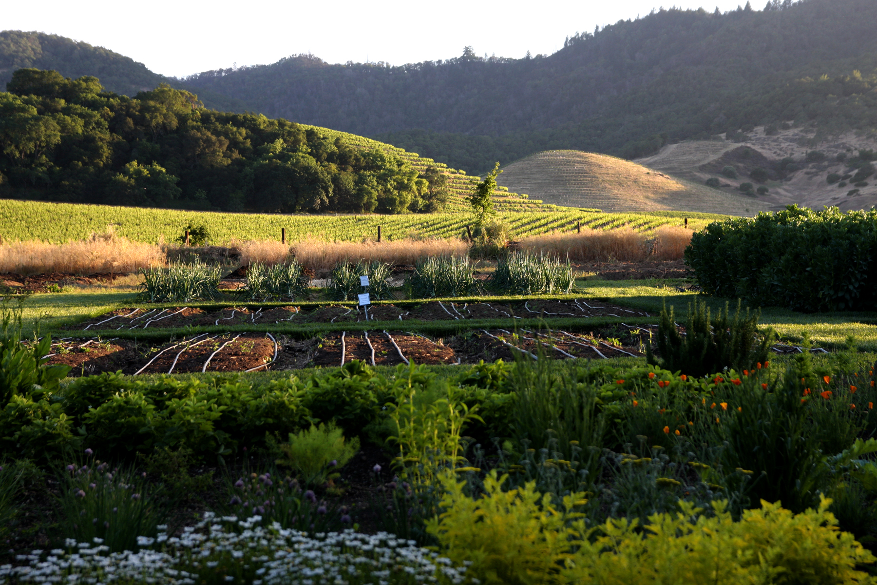 Where To Go This Weekend: Napa Valley, CA
