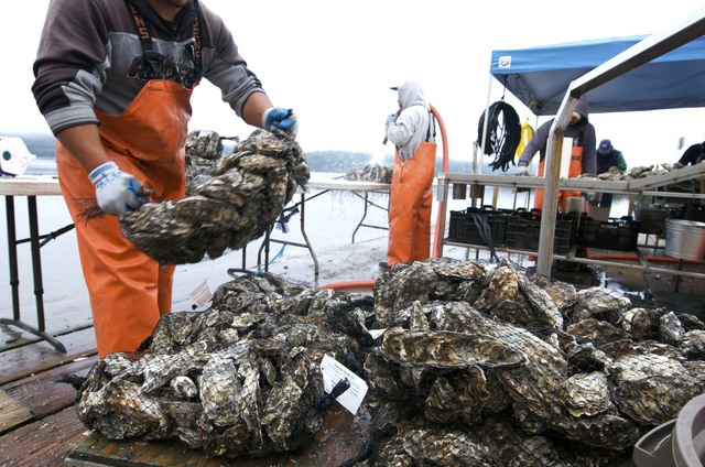 No more picnicking at Tomales Bay Oyster Company