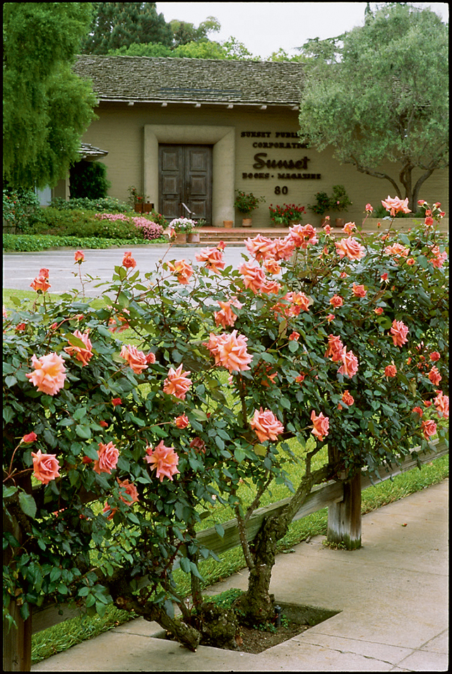 10 Reasons Why I’m Grateful for Sunset’s Garden