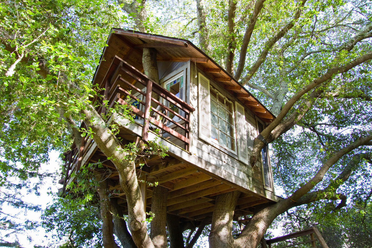 Airbnb this: cozy Bay Area treehouse