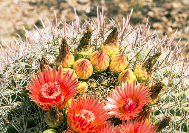 Where to go this weekend: Duncan, AZ