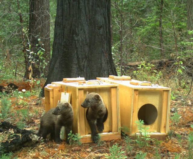 Orphaned fisher kits move into new home, Yosemite National Park