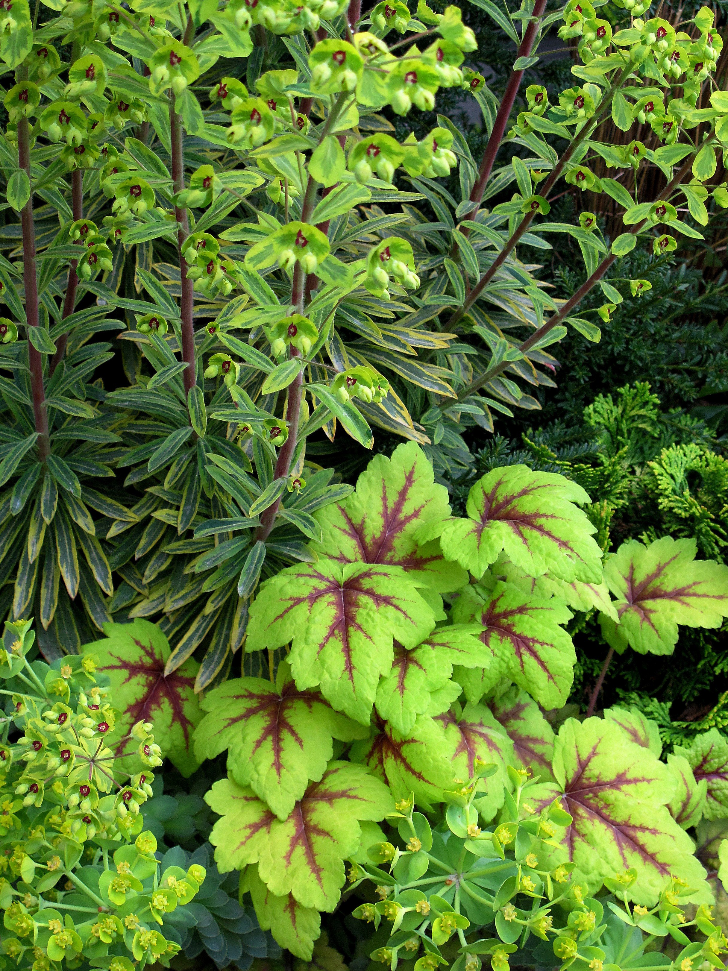 Planting Ideas: Orchestral Movement in the Key of Lime