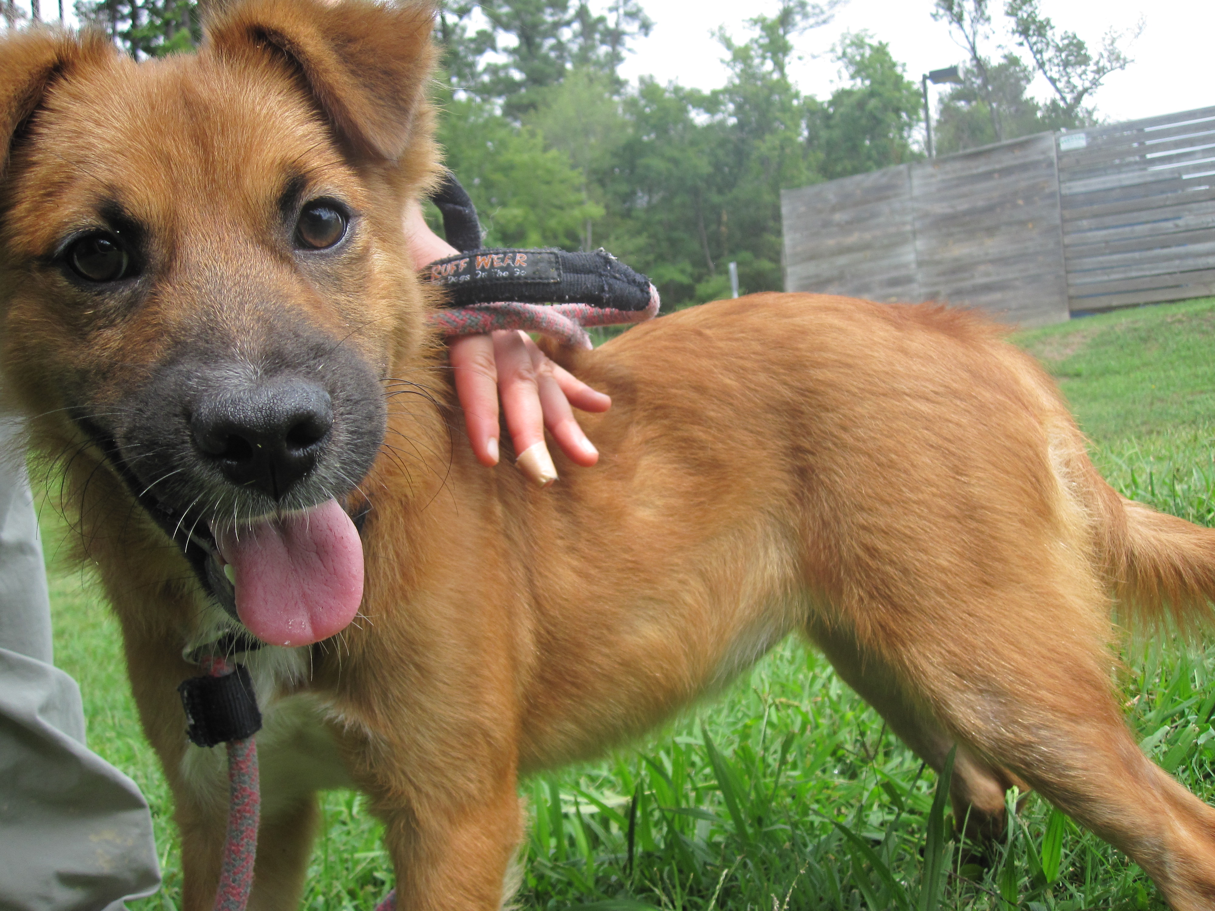 The Dawn of Dog-sharing