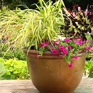 How to plant a container