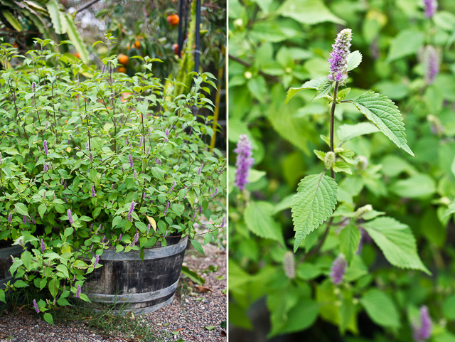 5 Delicious Vietnamese Herbs to Grow and Eat