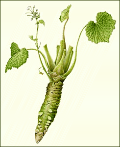 Growing wasabi root in the test garden