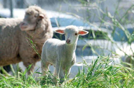 The Western lawn mower