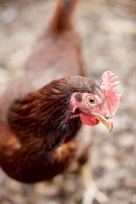 Ruby the chicken is feeling fine