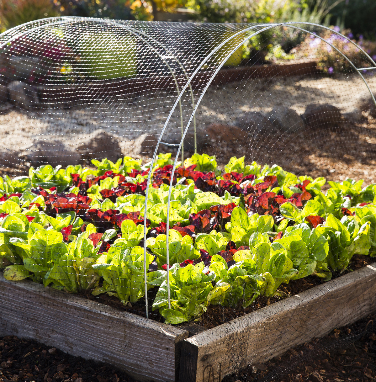 Protect Your Backyard Vegetables From Birds With This Hack