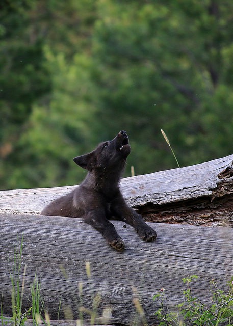 Oregon’s wolves might lose endangered species status