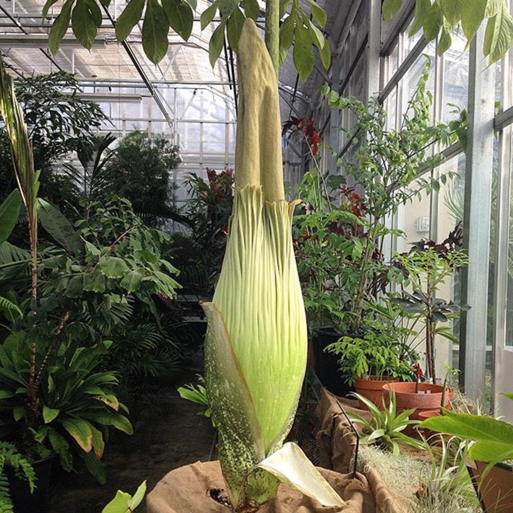 Rare corpse flower to bloom in Denver Sunset Magazine