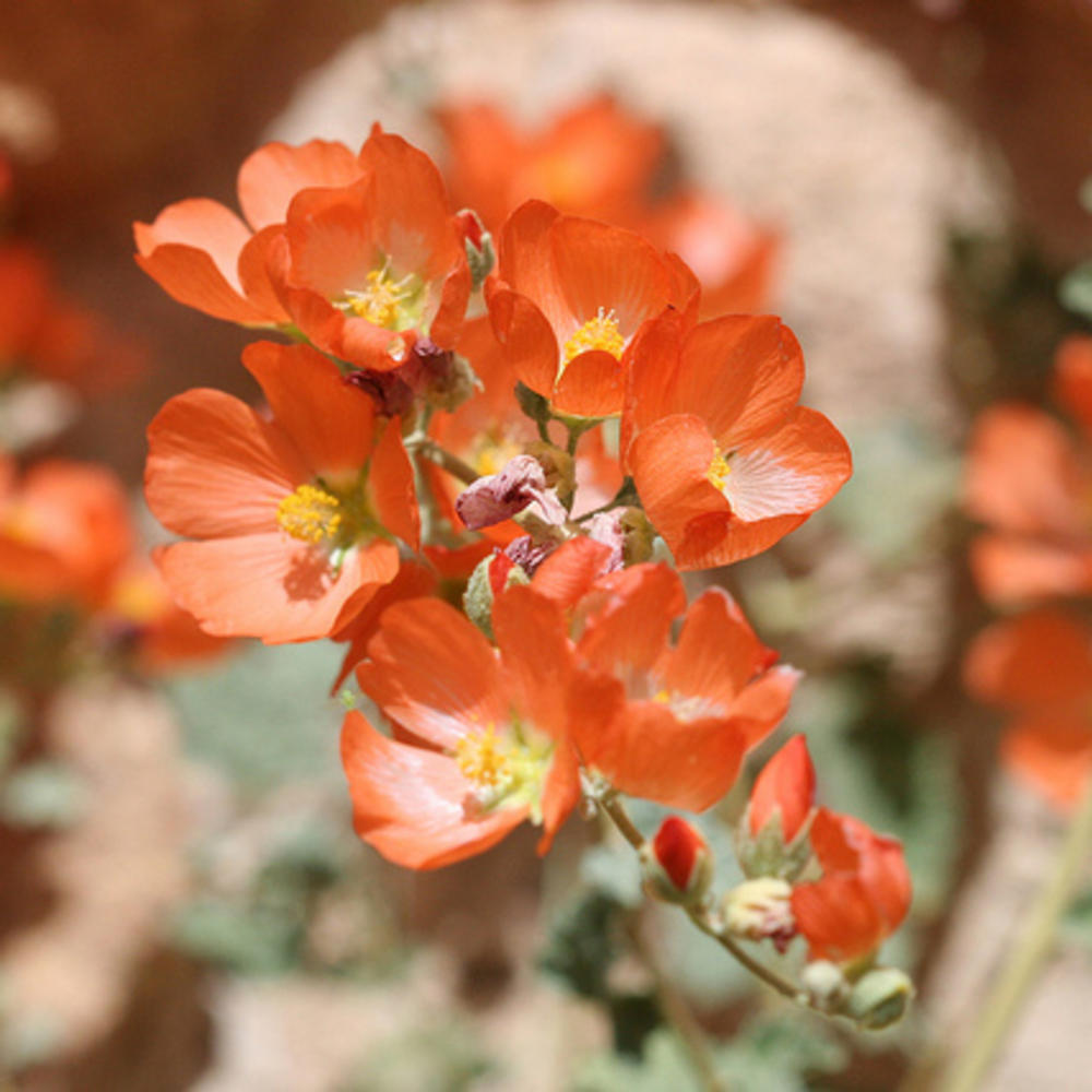 xeric-water-wise-drought-tolerant-what-does-it-all-mean-sunset