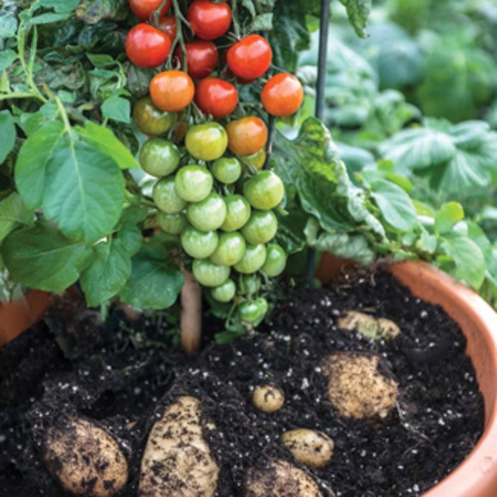 Image of Potatoes and tomatoes growing together in a garden
