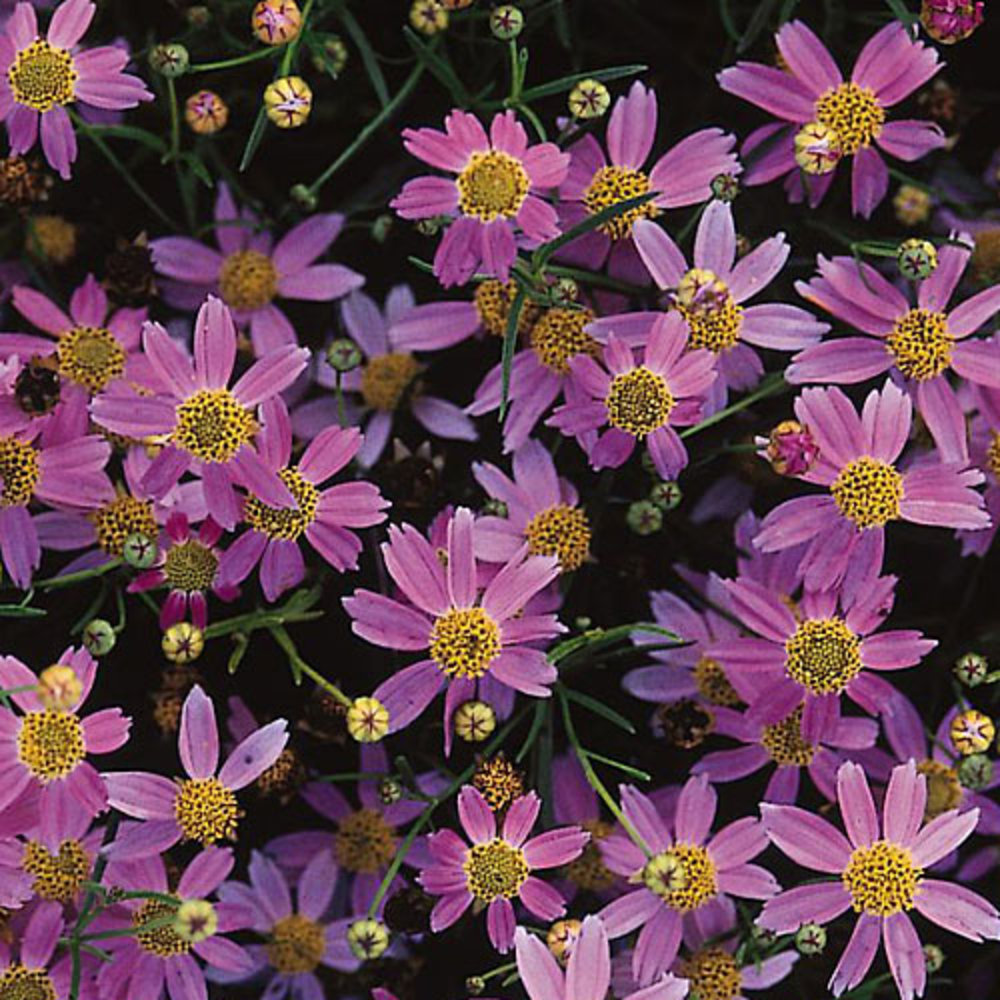 Coreopsis hybrid ‘Limerock Ruby’ Sunset Magazine