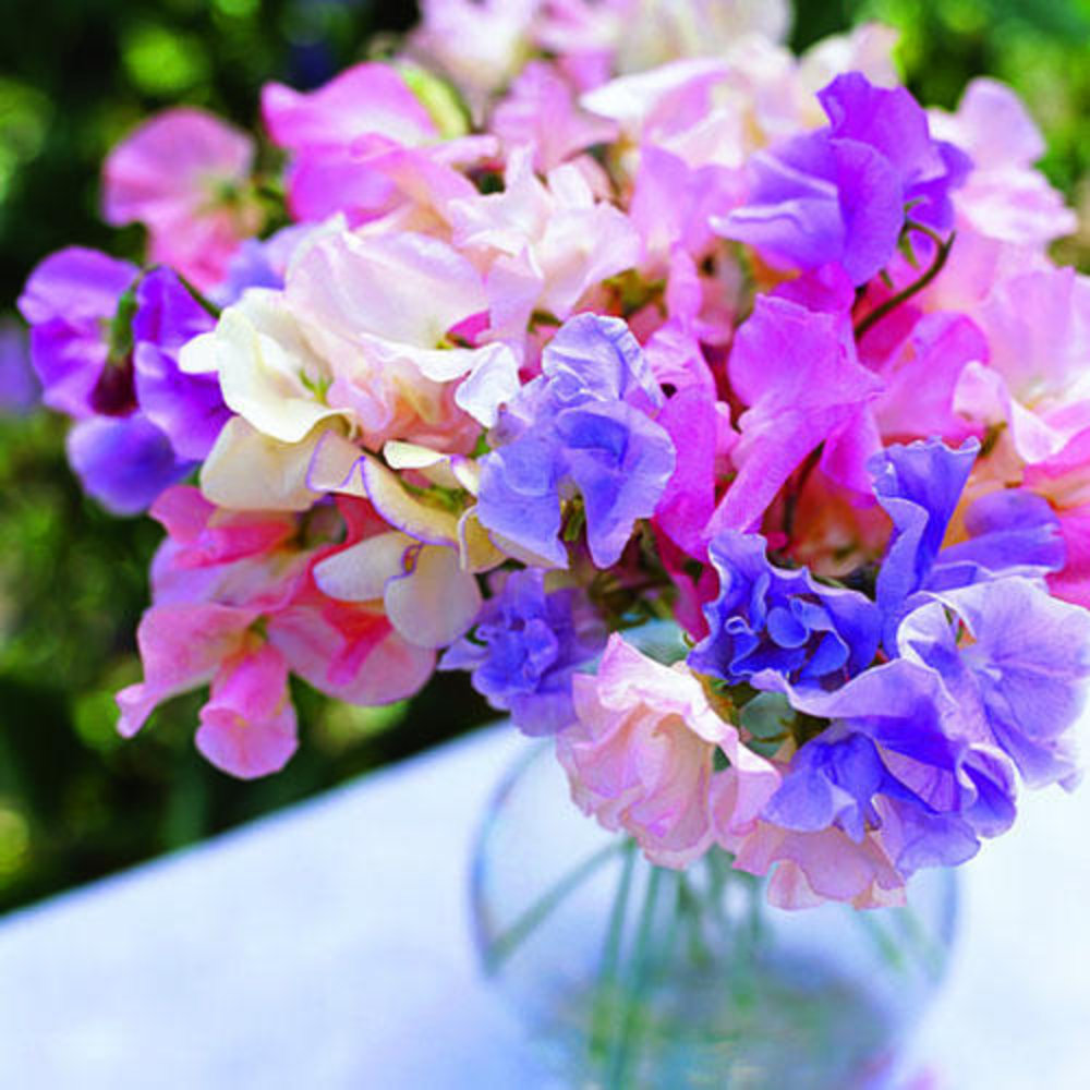 Lathyrus odoratus (sweet pea) - Sunset Magazine