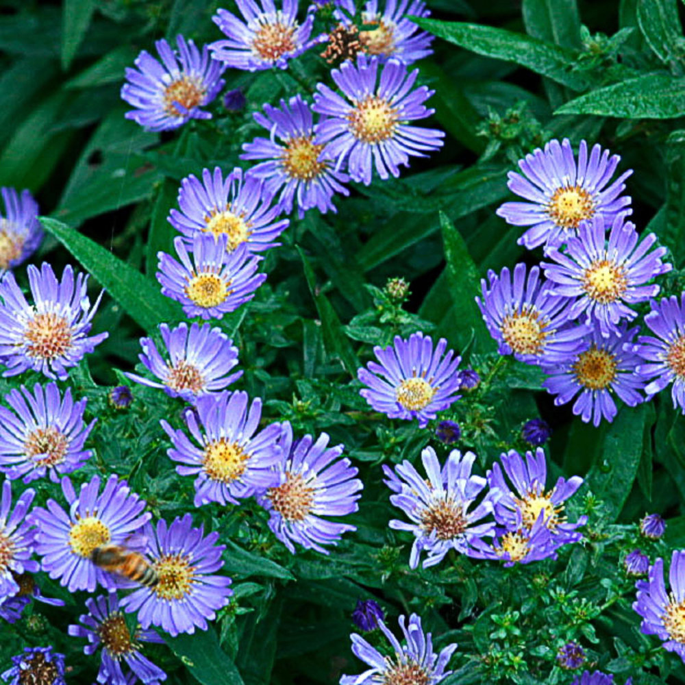 9 Best Summer Flowers