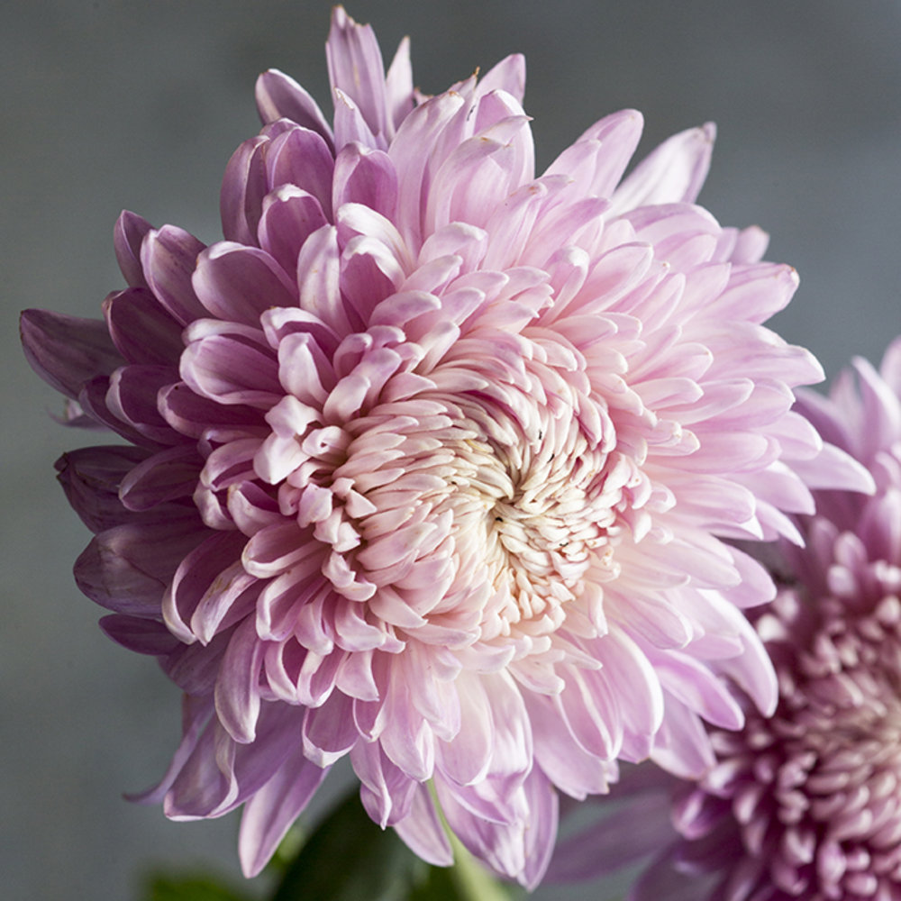19 Stunning Fall Chrysanthemums Sunset Magazine