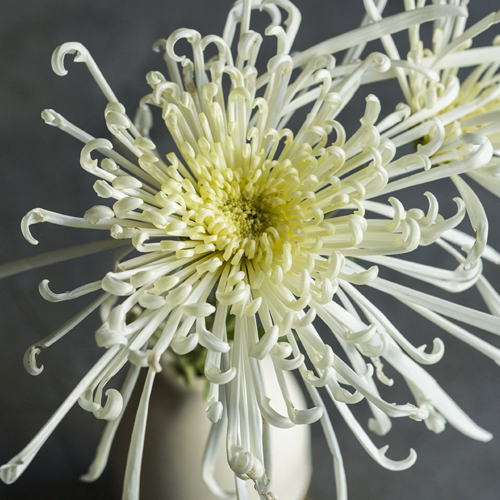 19 Stunning Fall Chrysanthemums Sunset Magazine