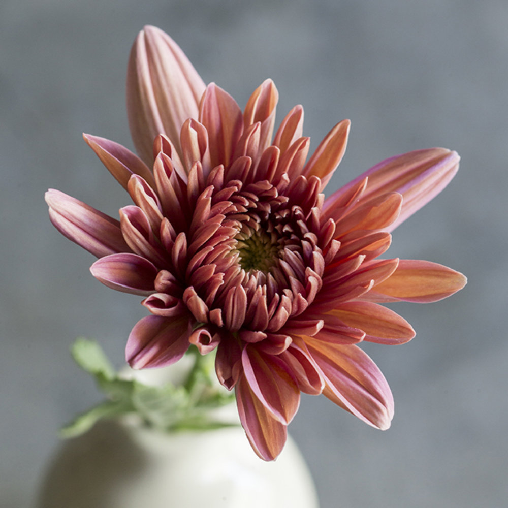 19 Stunning Fall Chrysanthemums Sunset Magazine